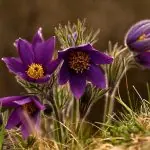 Zonder bloemen de winter door? Informatie- en inspiratieavond