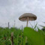 Gedicht van de maand: Avondlied
