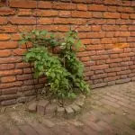 Uitnodiging Groene Kerkendag: Vertraag, verwonder, vier!